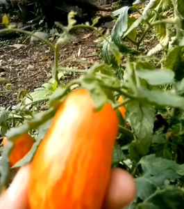 6 BUTIR BIJI/BENIH TOMAT IMPORT CASADY FOLY PREMIUM