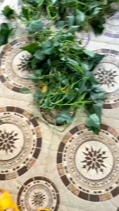 50 cành giống khoai lấy củ