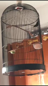 VITAMIN PENGGACOR BURUNG KONINSOGON KOLIBRI LAINNYASUARA LEBIH KRISTAL DAN BONGKAR ISIAN DENGAN CEPAT