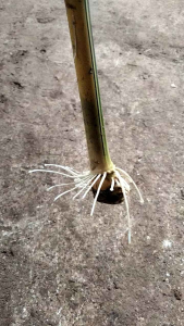 Bambu Kuning Bibit Bambu Kuning Penangkal Setan Termurah