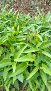 Benih Bibit Kangkung Unggulan: Cara Menggunakan & Manfaatnya