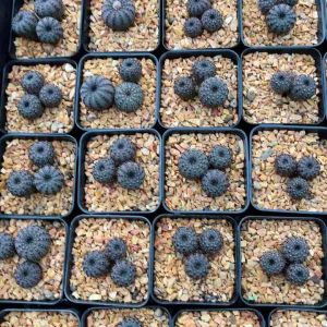 เฟรเรียคัสตาเนีย ไนเทน แมม แคคตัส ยิมโน ราคาถูก ไม้สวย ราคาถูก กระบองเพชร Frailea Castanea v. Nitens (MA00)