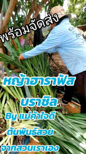 ท่อนพันธ์หญ้าฮาราฟัสบราชิล30ท่อนปลูกง่ายโตเร็ว