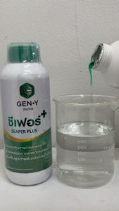 ซีเฟอร์พลัส+ สูตร X3 (สารสกัดสาหร่ายสีเขียวและกรดอะมิโนสกัดเย็นเข้มข้น) กระตุ้นการแตกใบอ่อน เปิดตาดอก ดอกดก ฟื้นฟูสภาพต้นหลังเก็บเกี่ยว