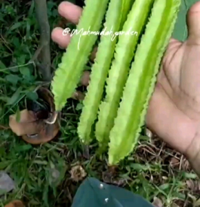 Biji/Benih Tanaman Kecipir Hijau Kualitas Super