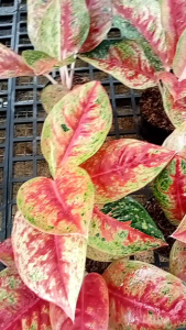 aglonema mahasety lokal