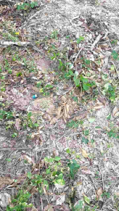 กับดักจิ้งโกร่ง (จิ๊กกุ่ง จิ๊โป่ม)#ที่ดักจิ้งหรีด #ไม่ต้องกรอกน้ำ ไม่ต้องขุด #กับดัก (อันละ 10 บาท)กับดักจิ้งโกร่ง (จิ๊กกุ่ง จิ๊โป่ม)#ที่ดักจิ้งหรีด #ไม่ต้องกรอกน้ำ ไม่ต้องขุด #กับดัก (อันละ 10 บาท)