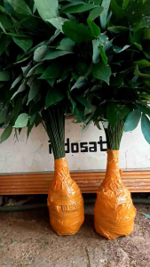 Bibit Karet PB260 Unggul Pilihan 120 Batang