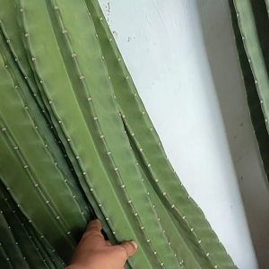 kaktus koboi 62-72 cm tanpa duritaman hiasan