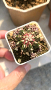 กระบองเพชร ยิมโนสายยับ ไดโนเสาร์ ฟอร์มกอ สีชมพูนม