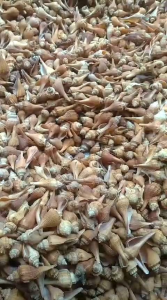 Cangkang Serupa Kosong Unik Besar