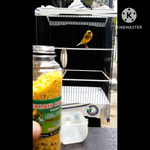 Elfadais Blacksweet Nutrisi Kenari SUPER CD EF EXTRA FOODING LENGKAP Pewarna Bulu Alami Multivitamin