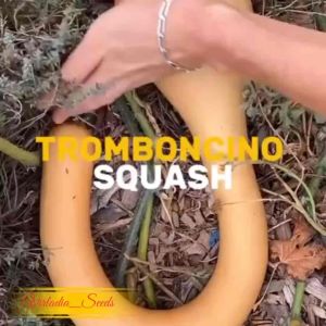 [Virladia Seeds] 10 Biji Benih tanaman Labu Dutch Crookneck