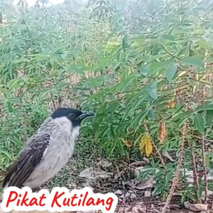 Penggacor Alami Burung Kutilang.