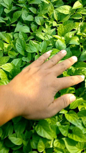 20 batang benih paprika merah ( polybag mini ) siap tanam