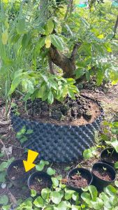 Vĩ bầu ươm thông minh Bành dài 50m cao 60cm-50cm-40cm-30cm-20m Có kèm ốc vít