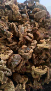 Kripik Bekicot Asli Blitar: Tanpa Tepung & Nikmat