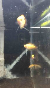 Dwarf Honey Gourami /Ornamental fish/Freshwater/Readystock