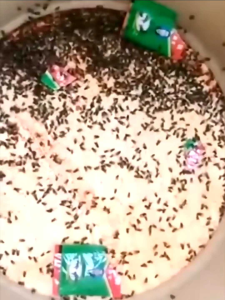 5SACHET RACUN LALAT ZHANG PEI ZHEN ORIGINAL/PEMBASMI LALAT PALING AMPUH/RACUN LALAT PALING AMPUH