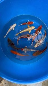 Genuine Japan Koi 10pcs COMBO OFFER OFFER at 4888 only !!! ( 3 XL ICE BOX TO SHIP )