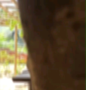 Biji Benih Tanaman Labu Botol Birdhouse