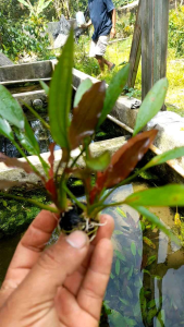 echinodorus red spesial medya wabikusa tanaman aquascape