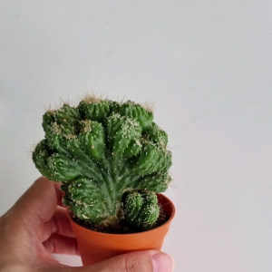 Live cactus (pot size 5cm) ready stock 仙人掌 岩石狮子