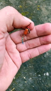 umpan rayap lure PE micro casting ikan wader chana hampili sudah pakai micro swifel dan bonus timah lipat kail akitakitsune