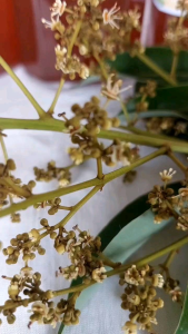 1 Lít Mật Ong hoa nhãn nguyên chất đến từng giọt mật  cam kết chuẩn chất lượng và đúng thể tích tích trọng lượng.