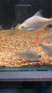 Tinfoil Barb/Readystock/Freshwater/Ornamental Fish
