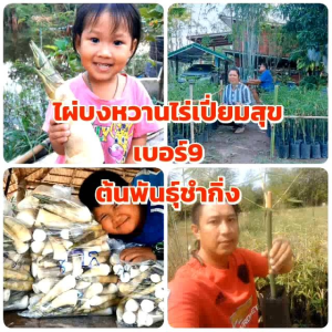 ไผ่บงหวาน 9 รสชาติหวานกรอบเหมือนยอดมะพร้าว ต้นพันธุ์ชำกิ่งแข็งแรง ปลูก 9 ปริมาณ