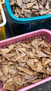 ใบหูกวางแห้ง สำหรับใช้เลี้ยงปลากัด