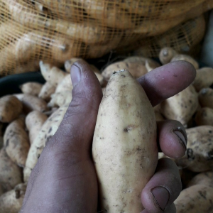 Paket 5kg Arben Kecil Ubi Madu Asli Cilembu Organik mentah si kecil banyak -SPC