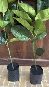 กิ่งมะนาวยักษ์ โปร ซื้อ 2 แถม 1 ท่ายาง เพชรบุรี (แบบกิ่งชำ) พร้อมส่ง