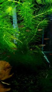 Dwarf Rasbora/Boraras Maculatus/Ornamental fish/Freshwater/Readystock