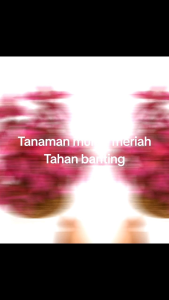 tanaman hias daun miana naga merah corak hitam jawer kotok uk17