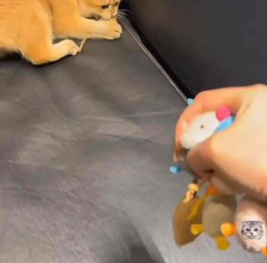 3in1 Premium Mouse Cat Play Toy Cat Teaser Pet Toy Mainan Kucing Mice Toy Tikus Cat Scratch