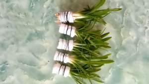sagitaria sabulata tanaman aquascape hiasan aquarium