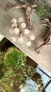 miniatur pohon bonsai mini aquascape hiasan aquarium