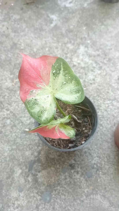 บอนสีชายชล และบอนสีชนิดต่างๆ ขนาดกระถาง 3 นิ้ว จัดส่งพร้อมกระถาง