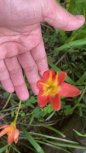 10 บาท หัวละ ฃ.หัวดอกบัวดิน น้ำส้ม