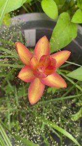 012.หัวดอกบัวดิน Canary Diamond หัวละ 80 บาท หอมอ่อน