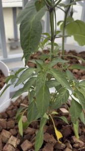 CM SILING LABUYO SEEDS / CHILI PEPPER - EASY TO GROW/HIGH YIELD/ SUPER HOT