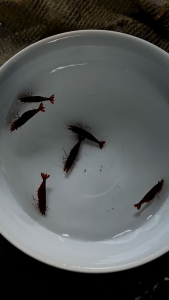 PAKET UDANG HIAS AQUARIUM AQUASCAPE TERMURAH - UDANG AIR TAWAR - UDANG BLOODY MARY - UDANG RED SAKURA - UDANG RED CHERY - PEMBERSIH AQUARIUM AQUASCAPE - HIASAN AQUARIUM AQUASCAPE