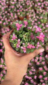 กุหลาบหินลูกชุบ ไม้อวบน้ำเลี้ยงง่ายไม่ชอบน้ำ จัดส่งทั้งกระถาง3นิ้ว