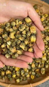 Hocha Metabolism Booster | 21 Years Puer + Chrysanthemum | Gut Health Digestion & Detox | 10 Teabags | Resealable Bag