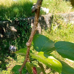 2 bibit tanaman  murbei jumbo manis/ murbey jumbo / murbey  big.