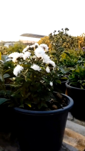 มาร์กาเร็ตสีขาว กระถาง 8 นิ้ว ต้นสวยและแข็งแรง (กทม)