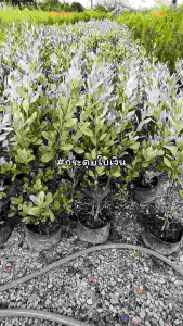 ต้นกระดุมใบเงิน สูง 80-100ซม. กระดุมใบเงิน