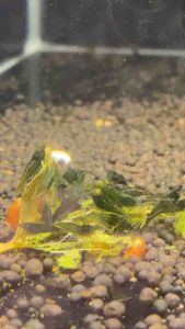 Lá dâu tằm sấy khô - Thức ăn cho tép cảnh bổ sung dinh dưỡng chất xơ kích thích lên màu